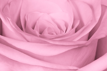 Image showing pink rose close up