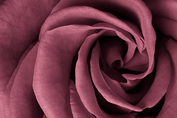 Image showing pink rose