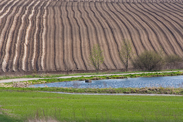 Image showing potatoe field