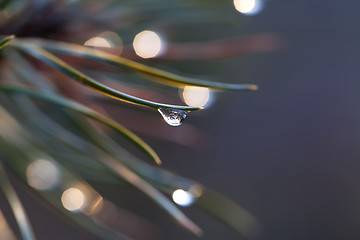 Image showing Water drop on pine-needle 