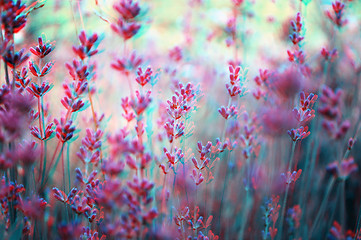 Image showing 3D anaglyph ofa lavender plant field