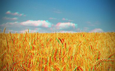 Image showing Wheat field under stormy sky