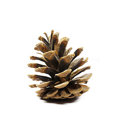 Image showing Pine fir-tree cone on white background