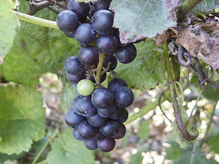 Image showing Black grapes