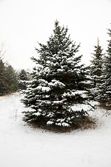 Image showing fur-tree