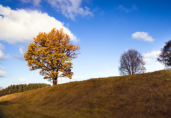 Image showing Tree in the autumn