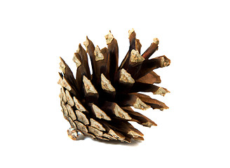 Image showing pine cone