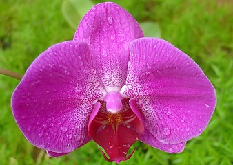 Image showing Pink orchid in close