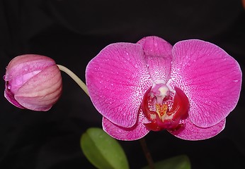 Image showing Pink orchid