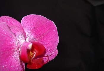 Image showing Pink orchid