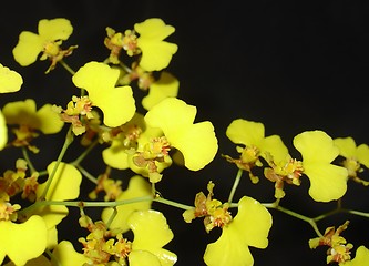 Image showing Yellow orchid