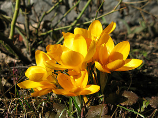 Image showing Crocus