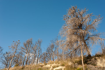 Image showing Destroyed forest