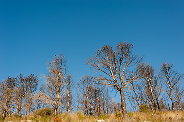 Image showing Burnt forest