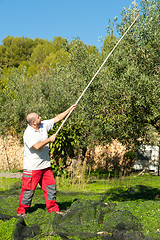 Image showing Olive harvest