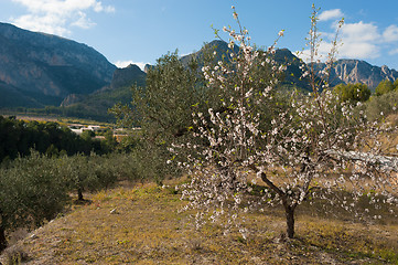 Image showing Mediterranean agricultue