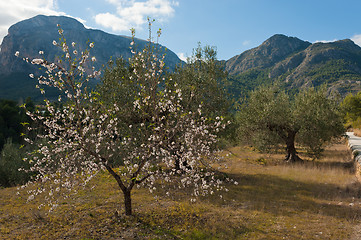 Image showing Mediterranean countryside