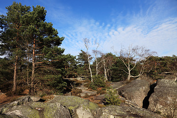 Image showing The forest of Fontainebleau