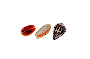 Image showing shells, isolated