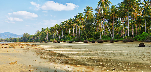 Image showing Tropical beach with palm at low tide