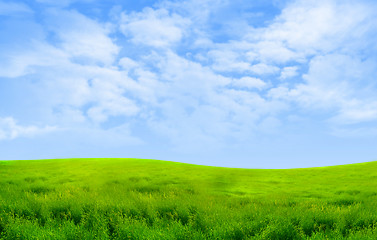 Image showing Green grass