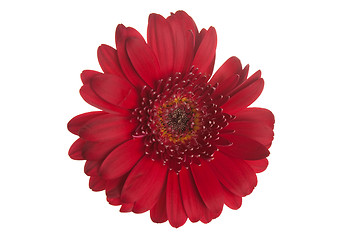 Image showing Red gerbera flower