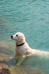 Image showing Dog Bath