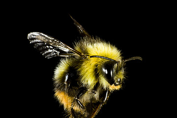 Image showing close up of bumble bee