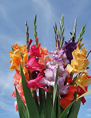 Image showing bunch of gladioli flowers