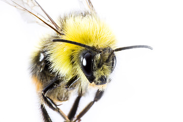 Image showing bumblebee in close up