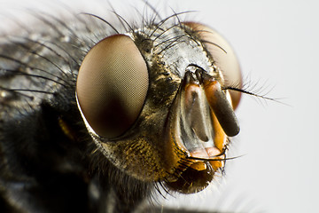 Image showing extreme close up of house fly