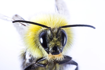 Image showing close-up of wasp