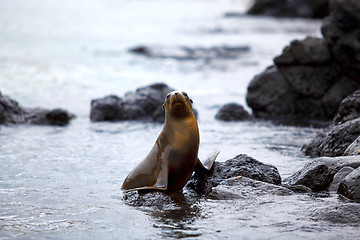 Image showing Sea lion colony