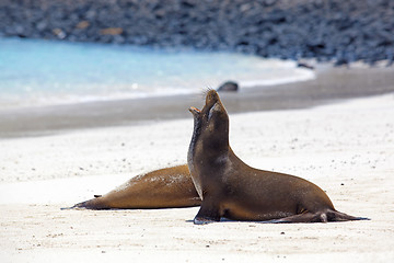 Image showing Sea lion colony