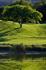 Image showing Tree in Golf Field