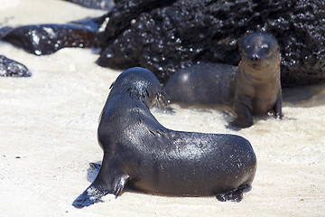 Image showing Sea lion colony