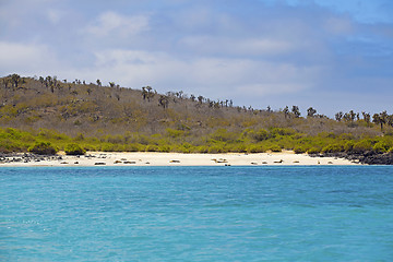 Image showing Sea lion colony