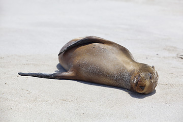 Image showing Sea lion colony