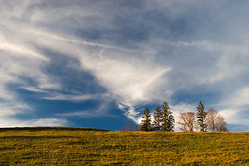 Image showing Yellow Field