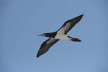 Image showing sea bird soaring