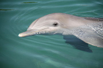 Image showing dolphin on surface