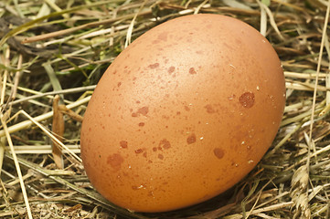 Image showing egg