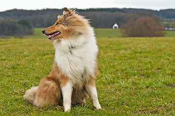 Image showing Collie dog