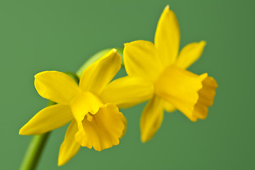 Image showing Daffodil