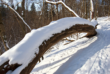 Image showing Broken tree trunk cover snow in winter and path 