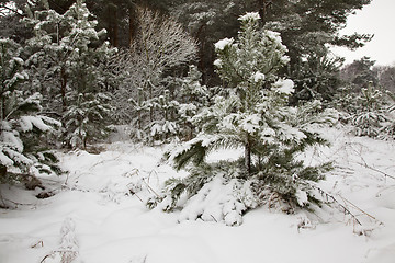 Image showing Young pine