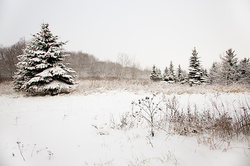 Image showing fur-trees