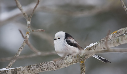 Image showing Longtailed tit