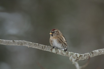 Image showing Redpoll