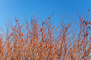 Image showing Dried grassy plants